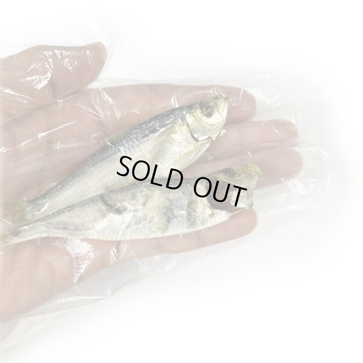 画像6: 国産 ままかり (鳥取県産) 無塩煮干し 犬猫用 100g (6)