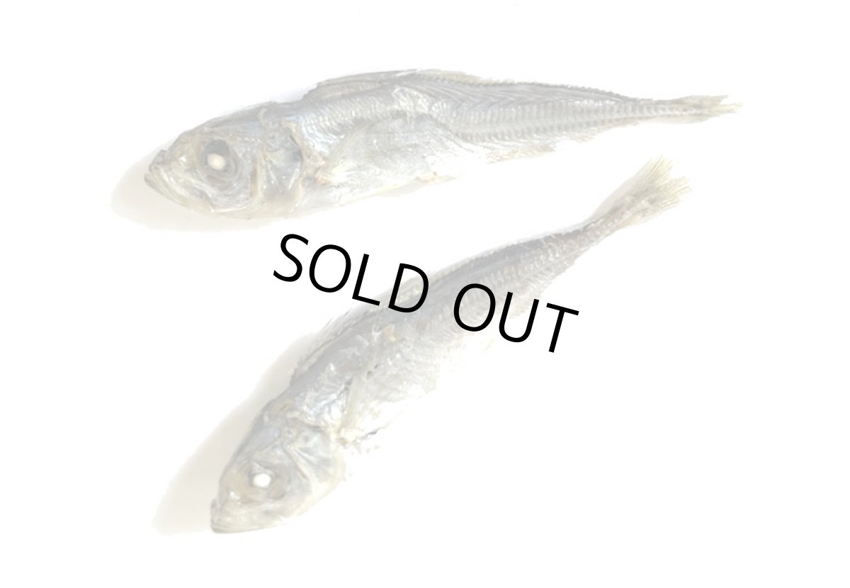 画像7: 鳥取県産 豆アジ煮干し 犬猫用 30g (7)