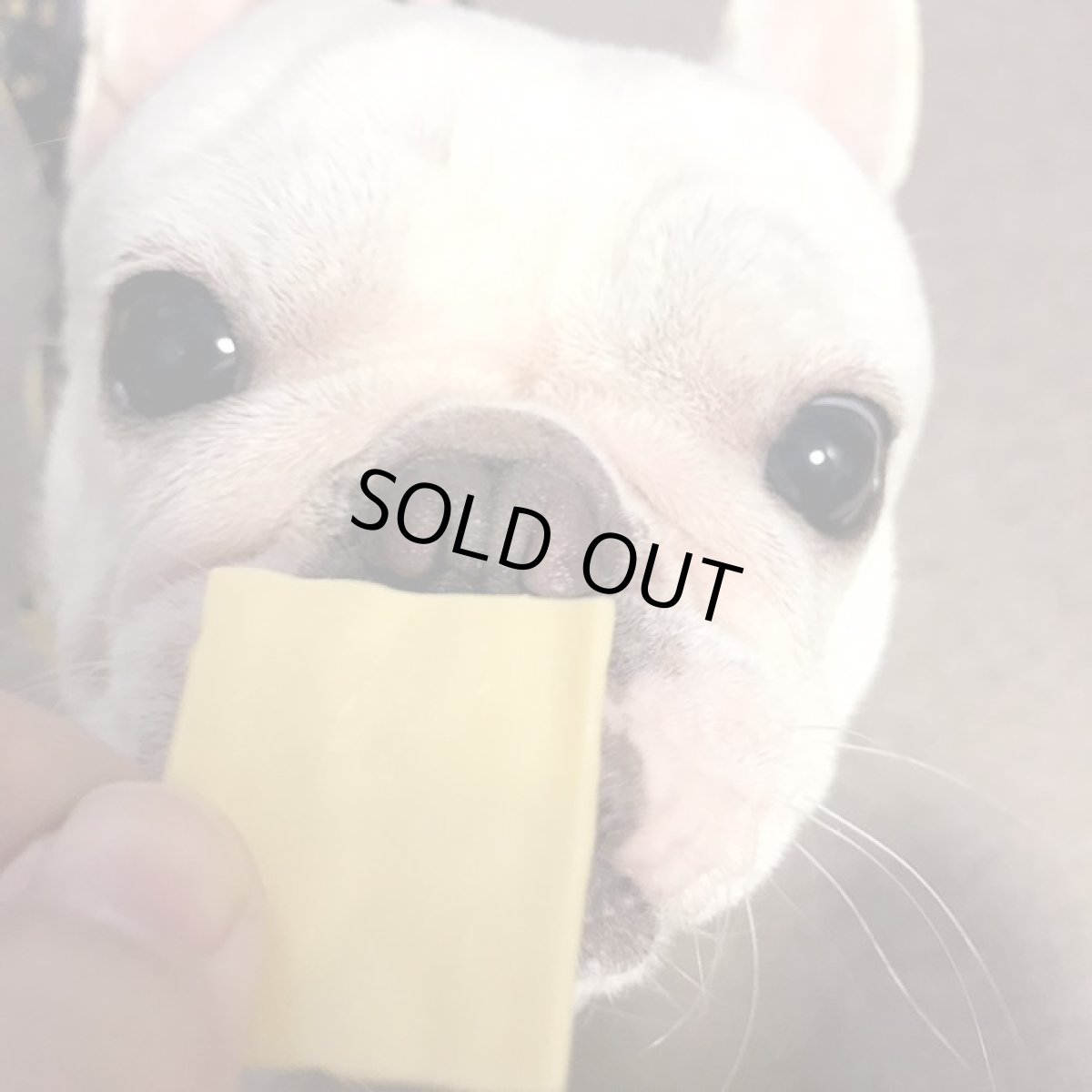 画像6: ロゴスペット 国産 パリパリチーズ 犬猫用 50g (6)