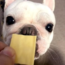 画像6: ロゴスペット 国産 パリパリチーズ 犬猫用 50g (6)