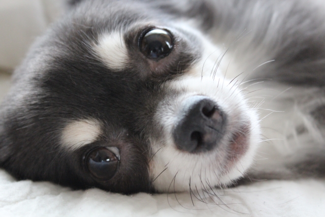 犬のおやつは無添加が安心でおすすめ 犬に与えてはいけない食べ物は 犬のおやつ 無添加 なら ロゴスペット