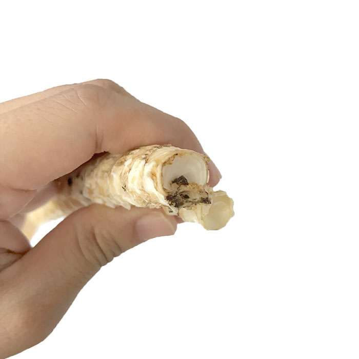 犬猫のおやつ 国産 無添加 なら国産 青森県産 真鱈 まだら 中骨スティック 犬用 100gを販売する ロゴスペットサイト